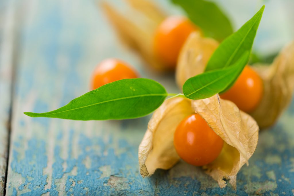 Ingredient Spotlight: Ashwagandha
