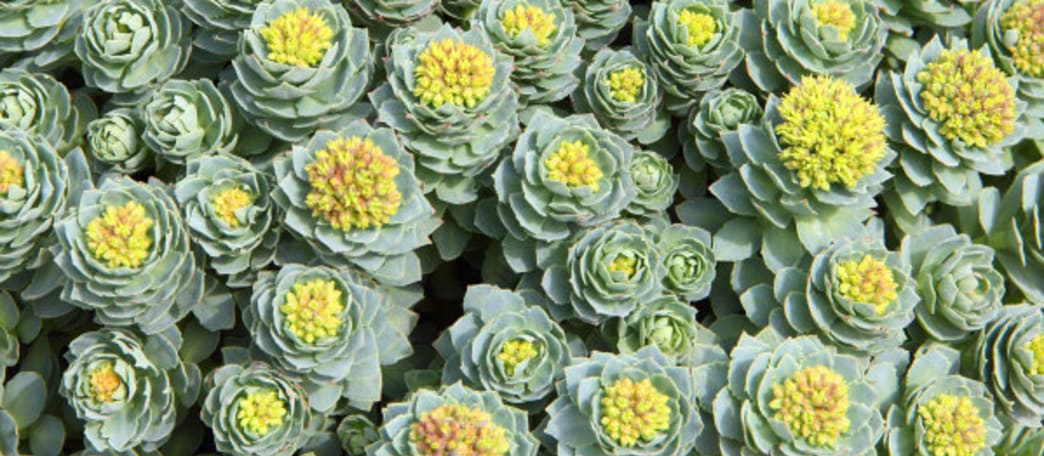 How Adaptogenic Herbs Reduce Stress