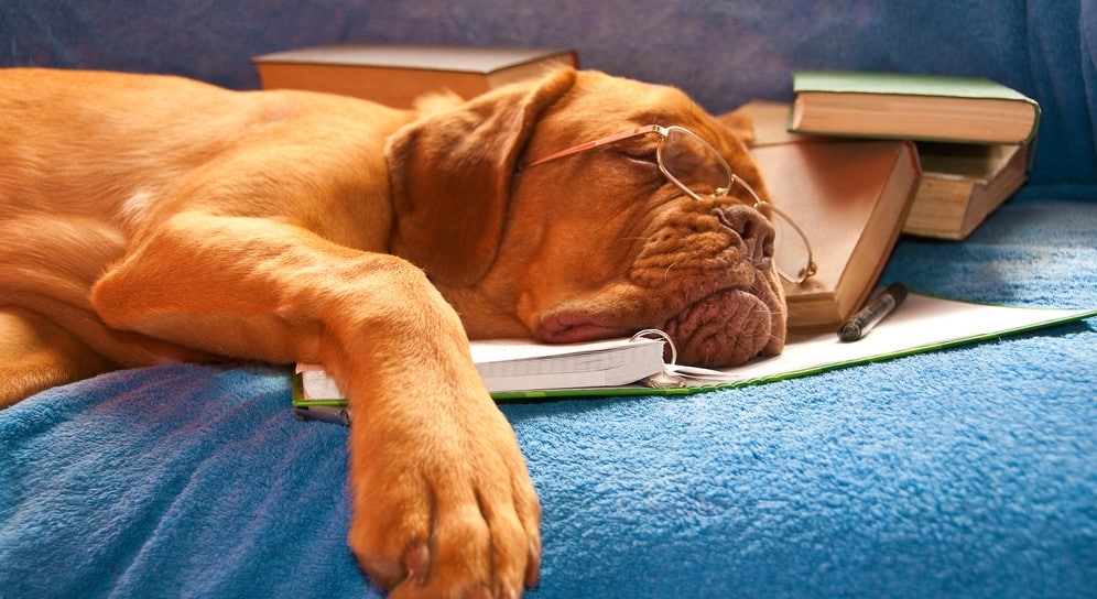 Sleep and Academic Performance: Sleep Your Way to Better Grades