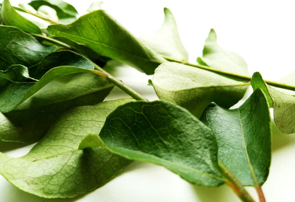 Ingredient Spotlight: The Benefits of Curry Tree Leaf